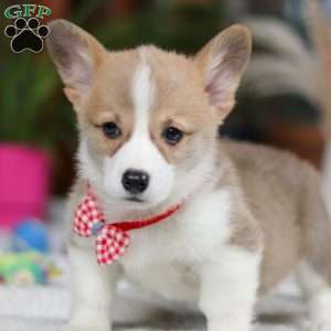 Jerry, Pembroke Welsh Corgi Puppy